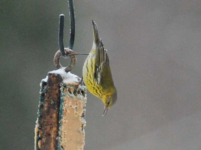 Cape May Warbler