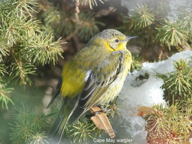 Cape May Warbler