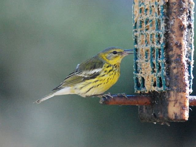 Cape May Warbler