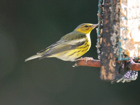 Cape May Warbler