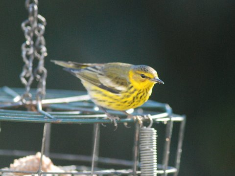 Cape May Warbler