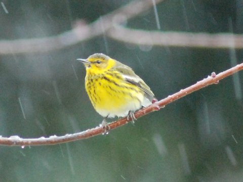 Cape May Warbler