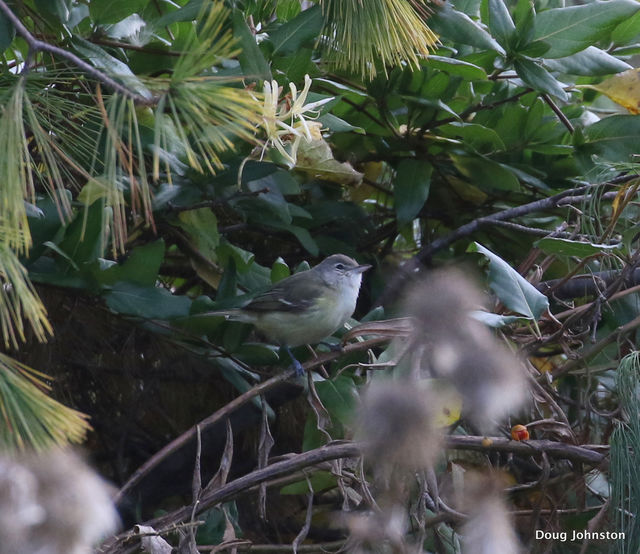 Bell's Vireo