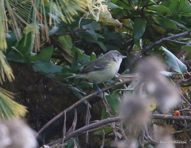 Bell's Vireo