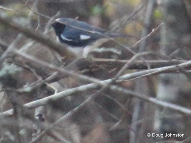 Black-throated Blue Warbler