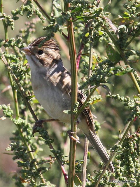 Clay-colored Sparrow