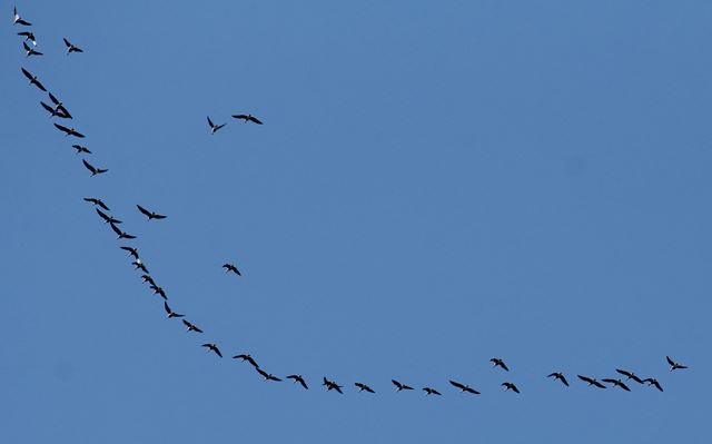 Greater White-fronted Geese