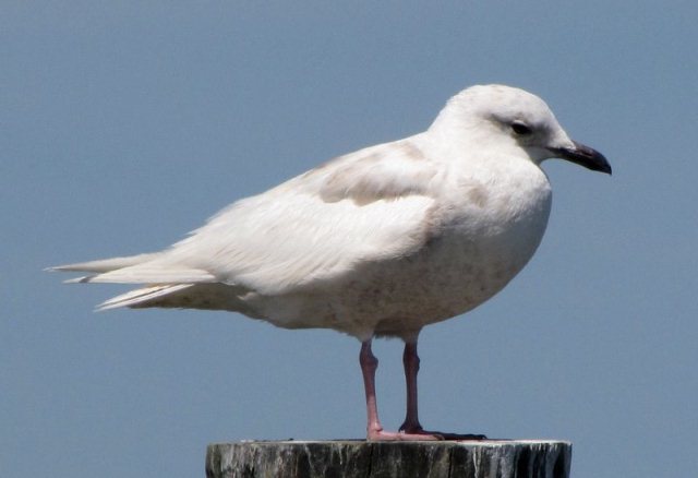 Iceland Gull