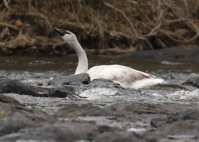 Trumpeter Swan