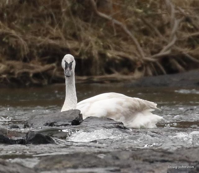 Trumpeter Swan