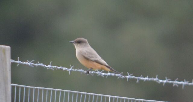 Say's Phoebe