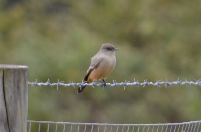 Say's Phoebe