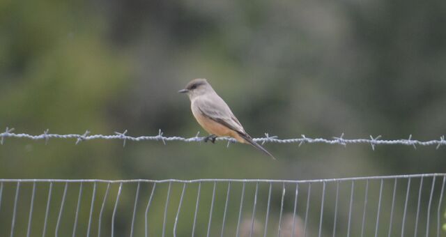 Say's Phoebe