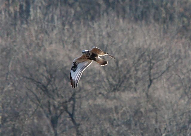 Rough-legged Hawk