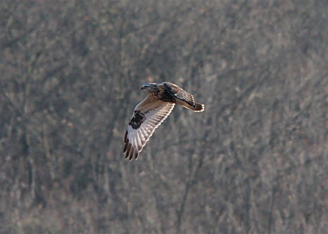 Rough-legged Hawk