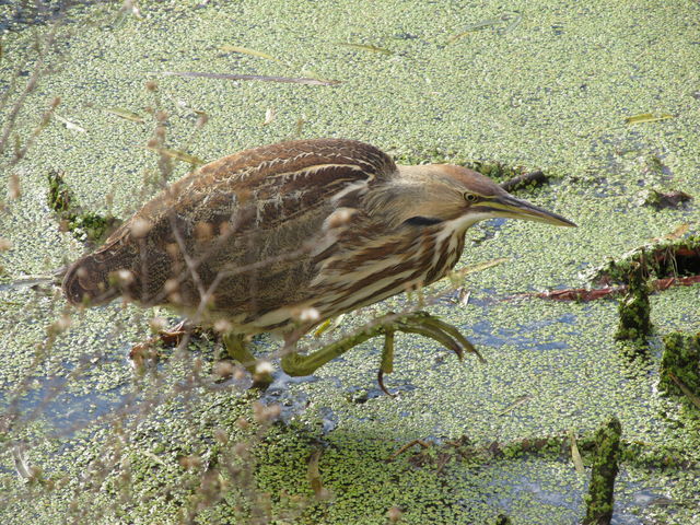 American Bittern