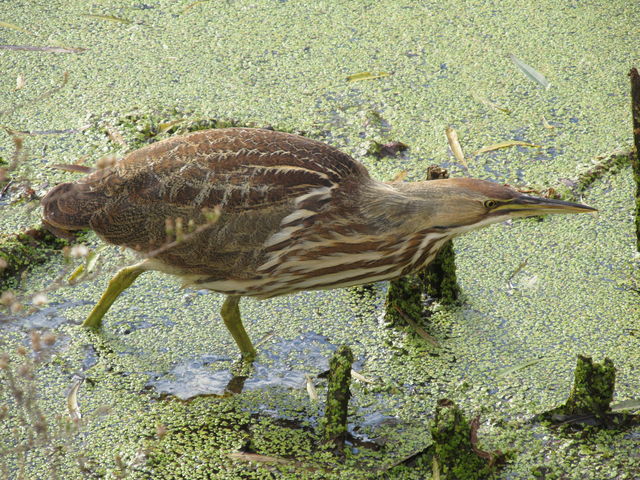 American Bittern