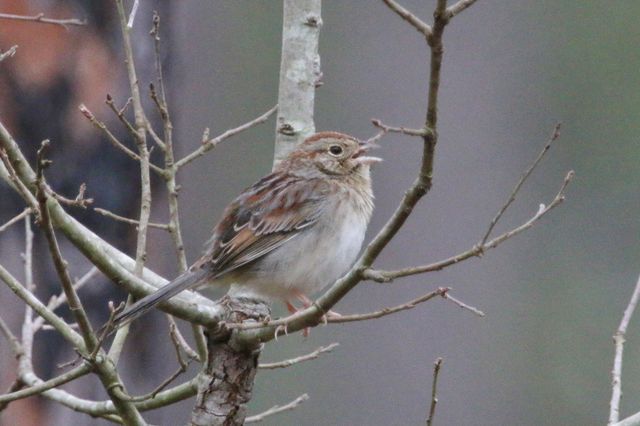 Bachman's Sparrow