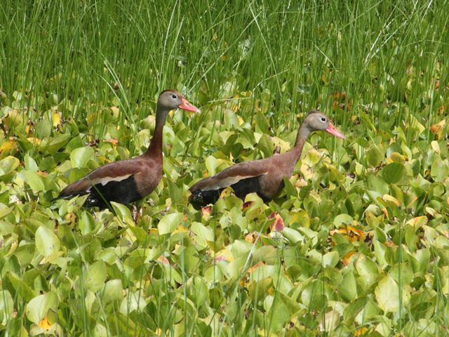 Black-bellied Whistling-Ducks