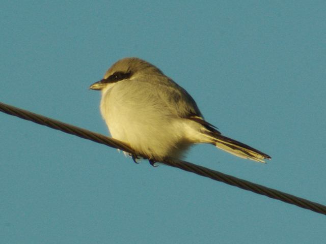 Loggerhead Shrike