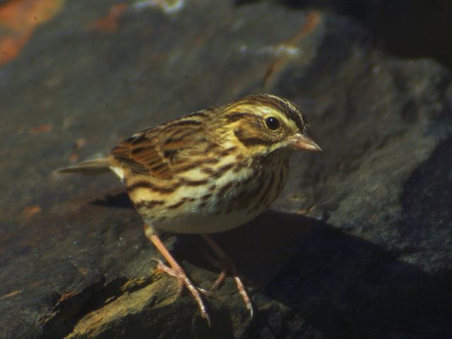Savannah Sparrow