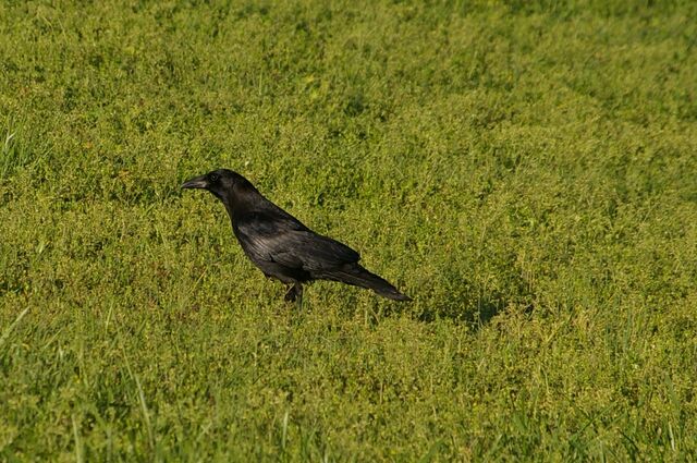 American Crow