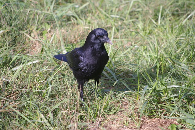 American Crow