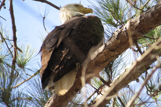 Bald Eagle
