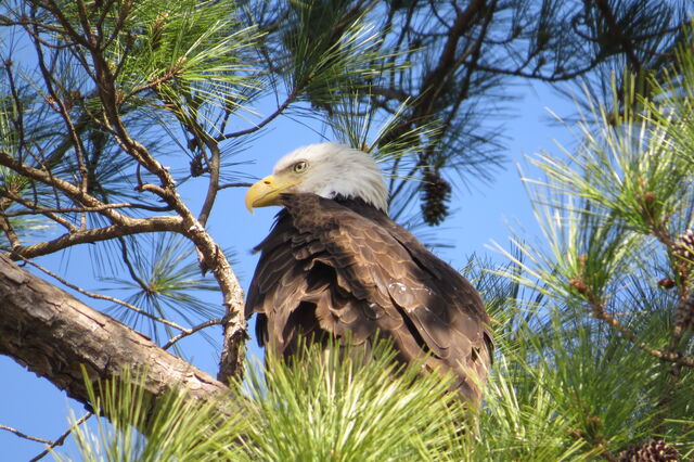 Bald Eagle