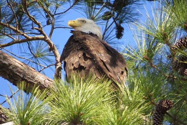 Bald Eagle