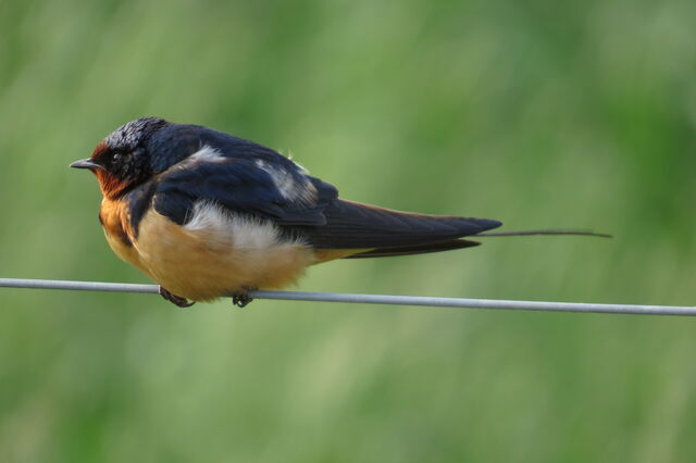 Barn Swallow