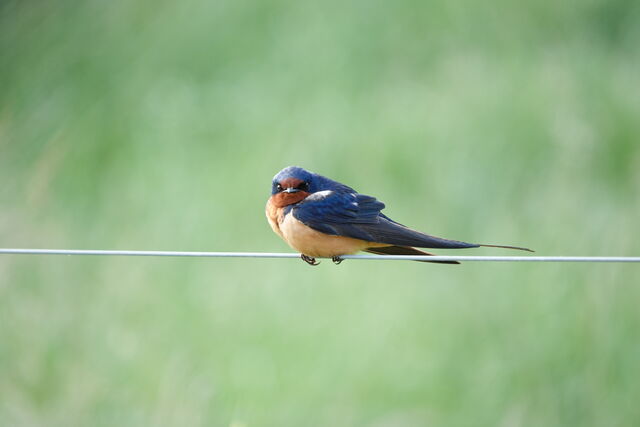 Barn Swallow