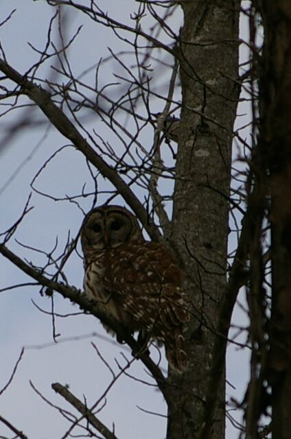 Barred Owl