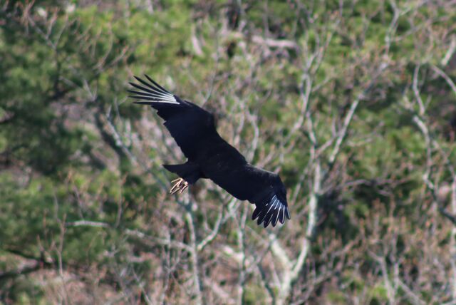 Black Vulture