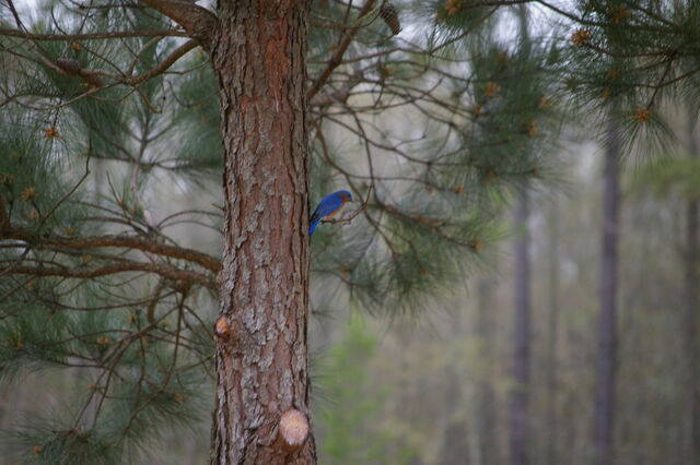 Eastern Bluebird