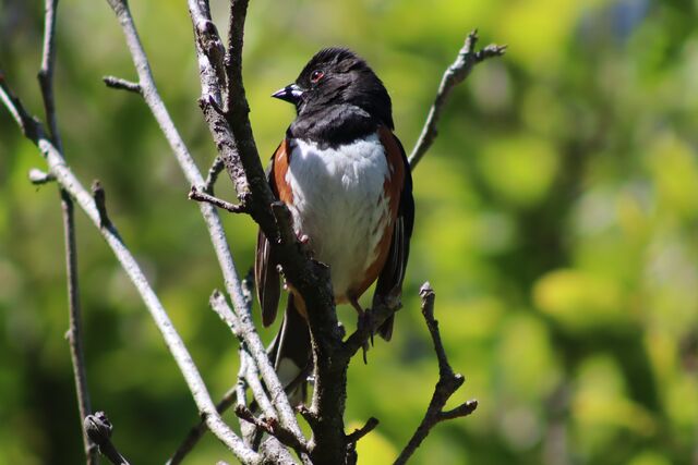 Eastern Towhee