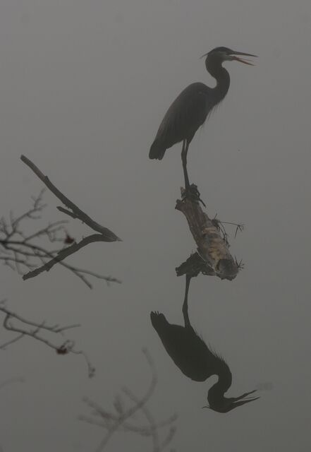 Great Blue Heron