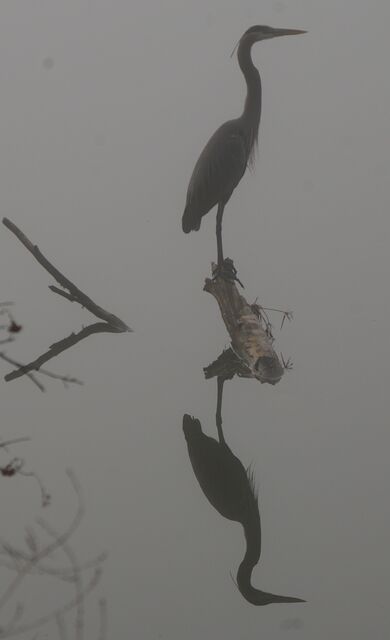 Great Blue Heron