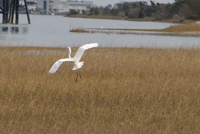 Great Egret