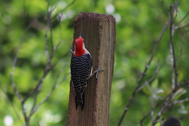 Red-bellied Woodpecker