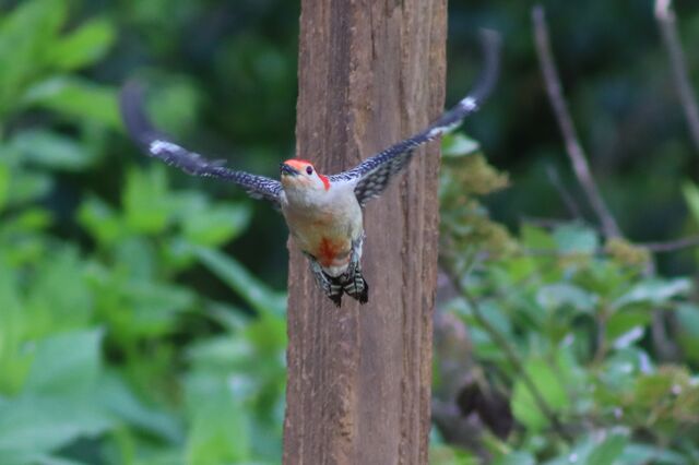 Red-bellied Woodpecker