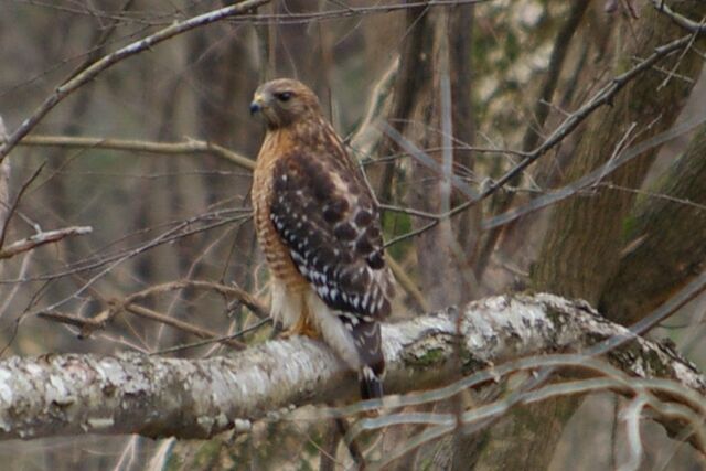 Red-shouldered Hawk