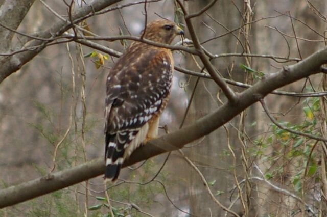 Red-shouldered Hawk