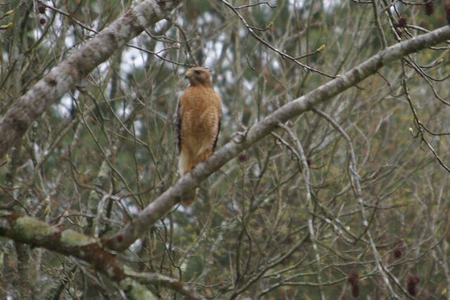 Red-shouldered Hawk