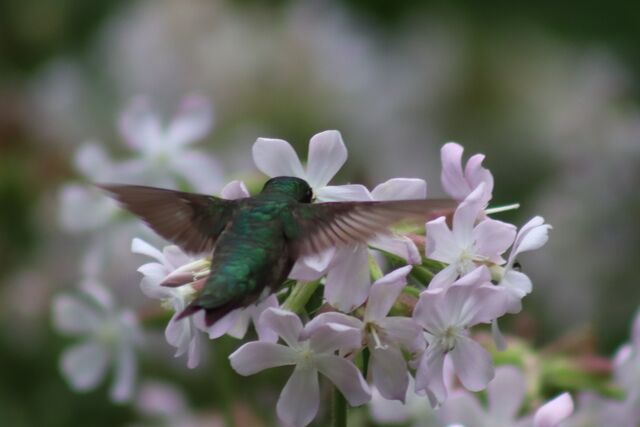 Ruby-throated Hummingbird