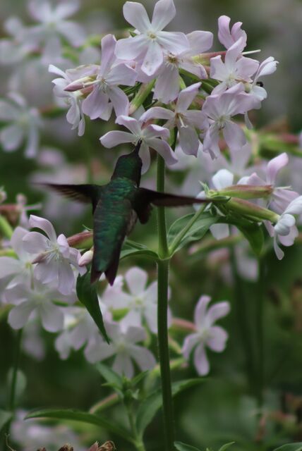 Ruby-throated Hummingbird