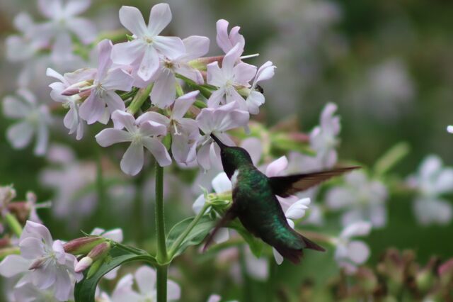 Ruby-throated Hummingbird