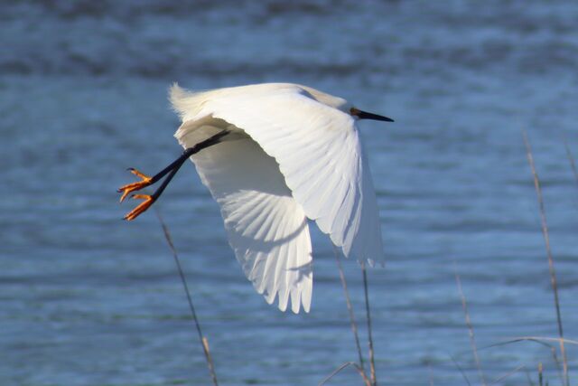 Snowy Egret