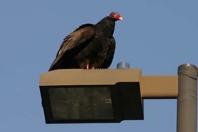 Turkey Vulture