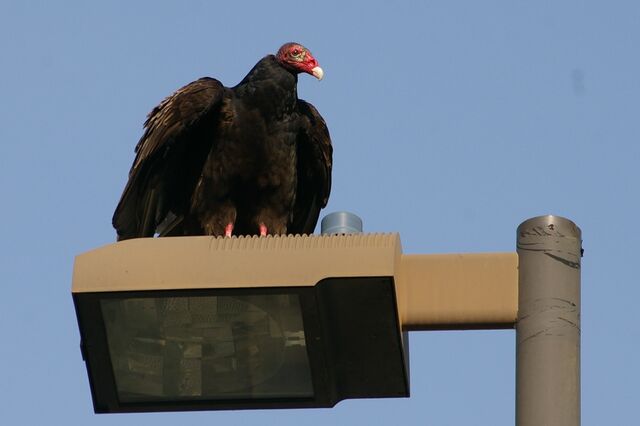 Turkey Vulture